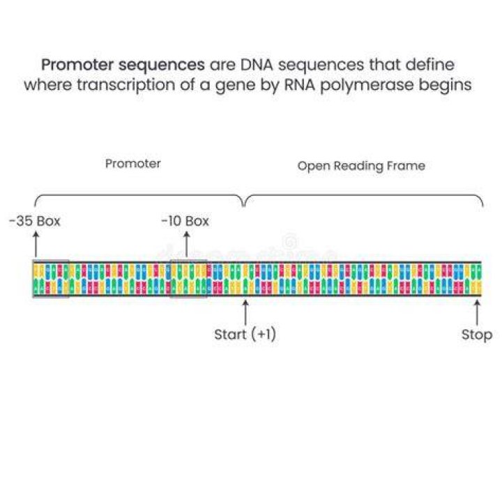 Are promoter sequences always upstream?