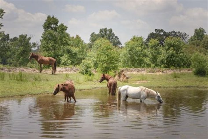 Are there any wild horses in Wales?