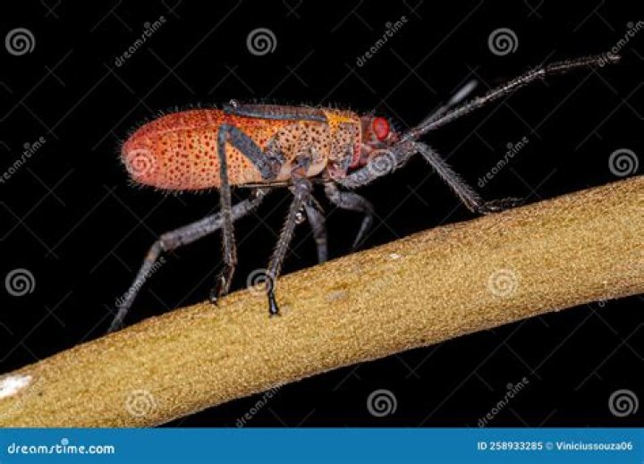 Can I identify a bug from a picture?