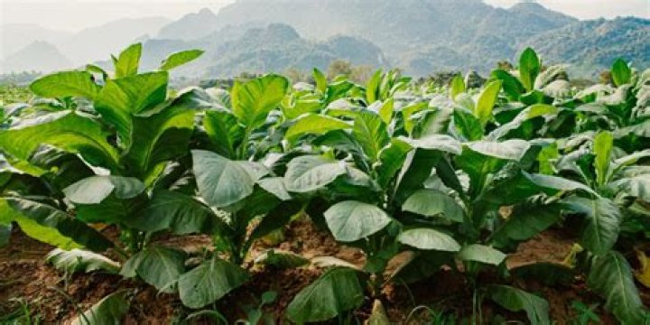 Can I legally grow tobacco UK?