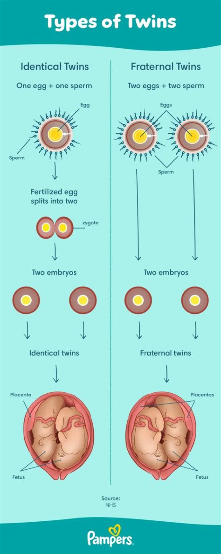 Can identical twins be born in different years?