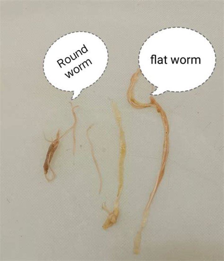 Can roundworm eggs live on bedding?