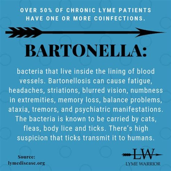 Can you have Bartonella and not Lyme?
