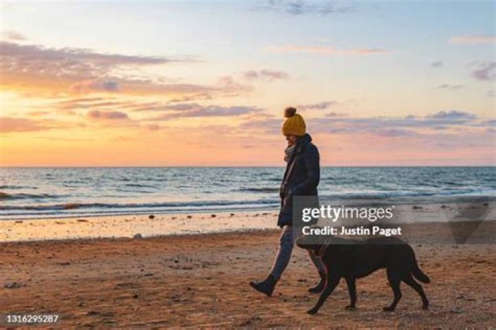 Can you walk your dog on the beach?