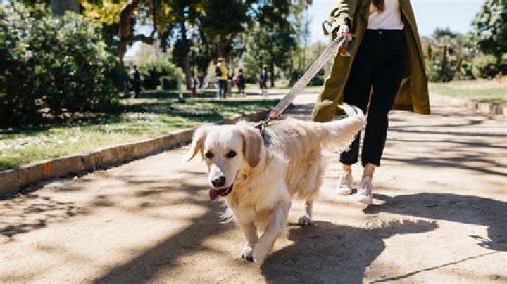 Do dogs have to be on a leash in a dog park?