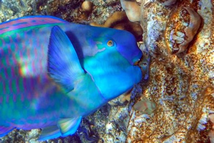 Do parrot fish eat other fish?