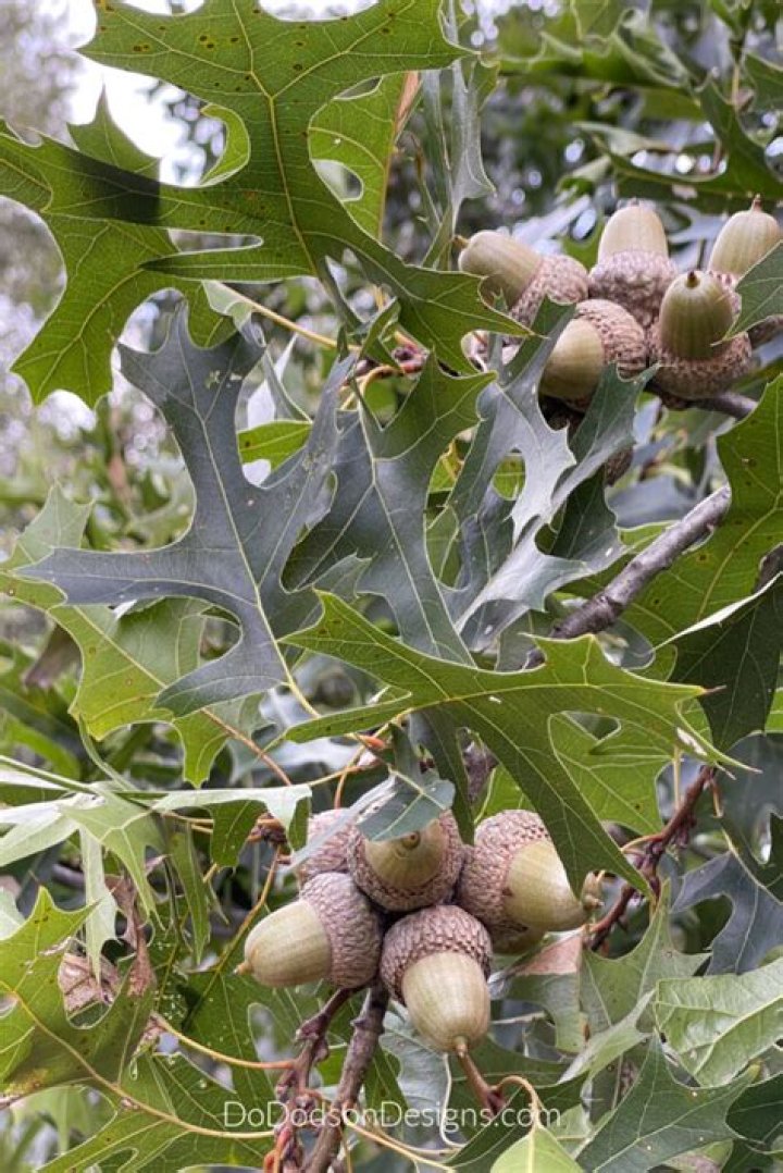 Do red oak acorns need to be stratified?