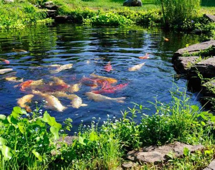 Does fishpond sell eBooks?