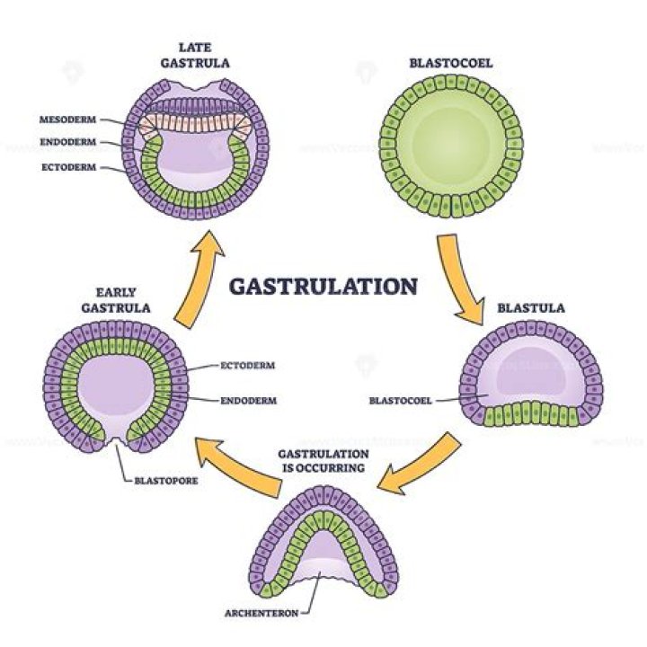 Does gastrulation occur in birds?