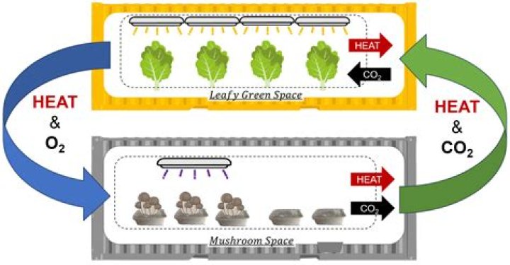 Does mushroom absorb co2?