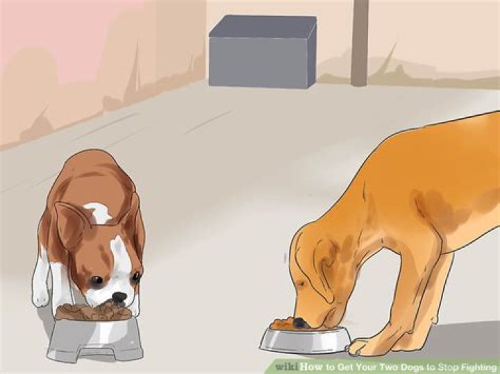 How do I get my two dogs to stop fighting over toys?