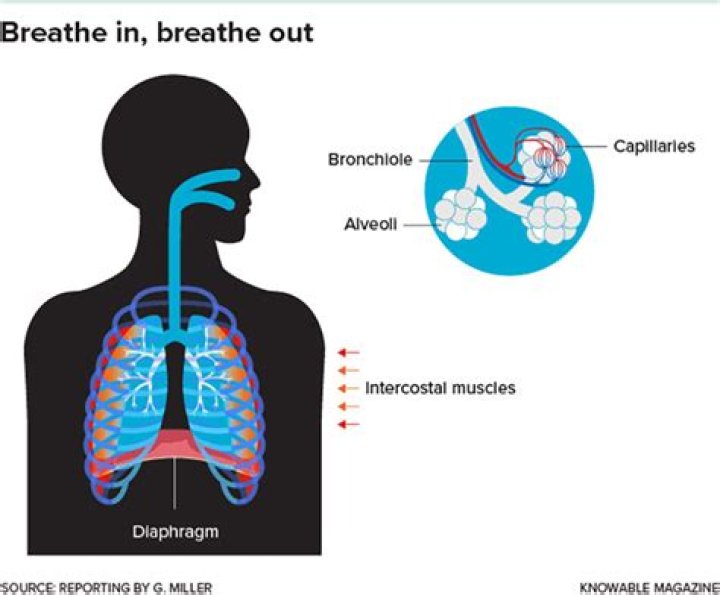 How do you breathe roll?
