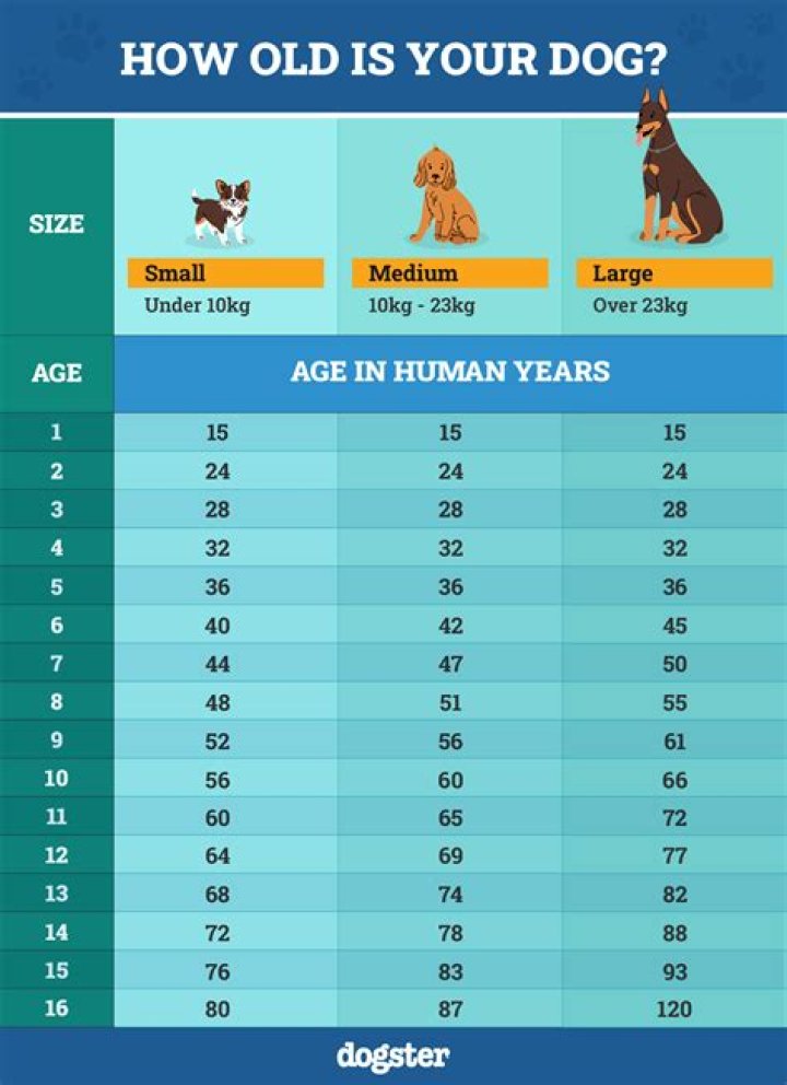 How do you encourage an old dog to play?