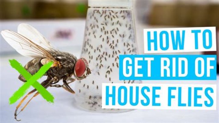 How do you get rid of flies on roses?