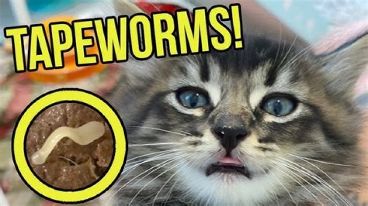How do you get rid of tapeworms in cats naturally?