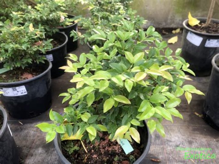 How do you grow plinia Cauliflora?