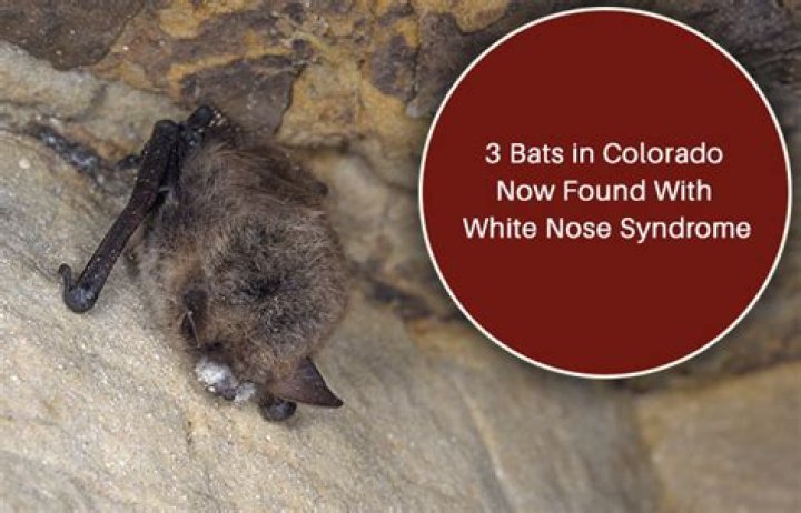 How do you know if a bat has white-nose syndrome?