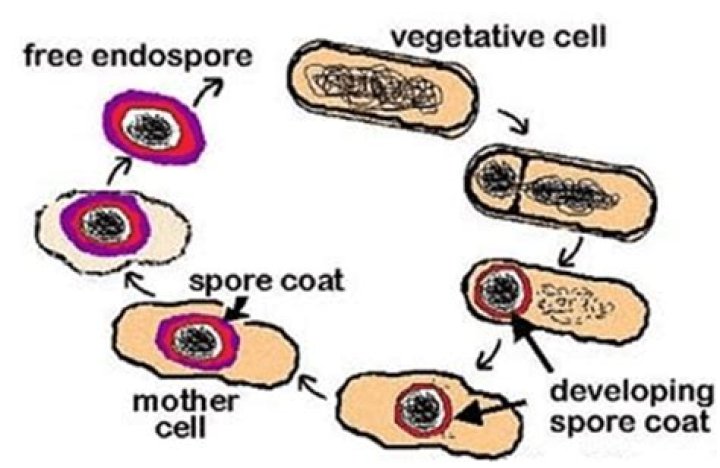 How do you test for endospore formation?
