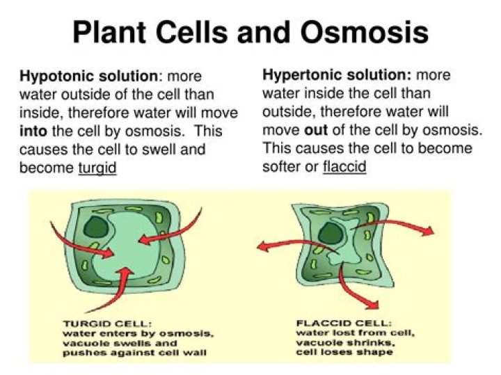How does salt affect osmosis?