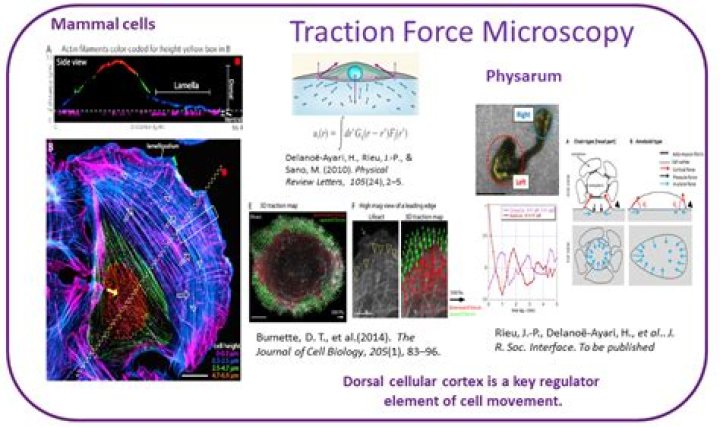How does traction force microscopy?