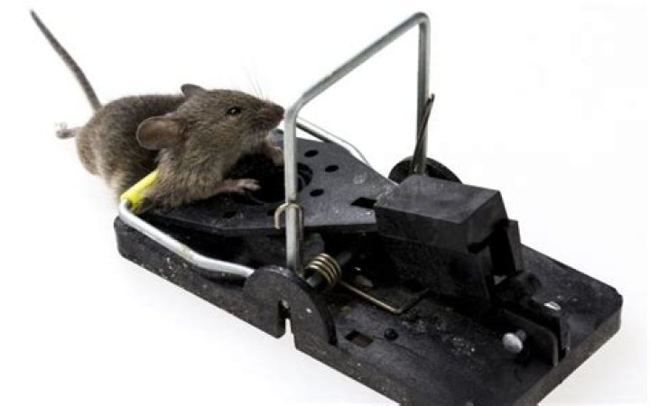 How far can a mouse trap car travel?