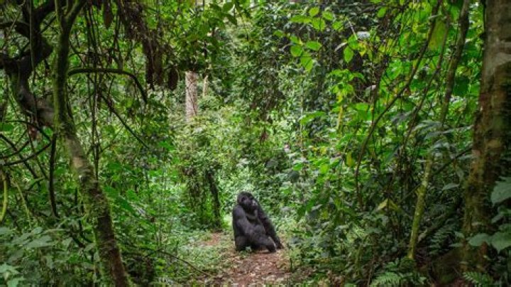 How is the Congo rainforest being protected?