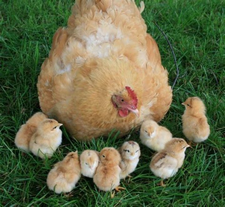 How long do Buff Orpington chickens live?