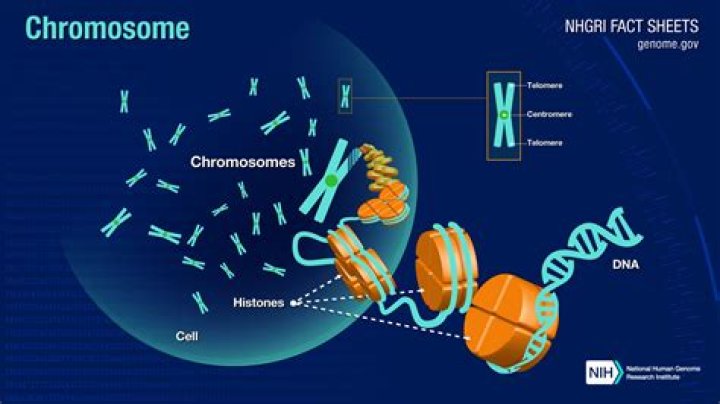 How many chromosomes are in a HeLa cell?