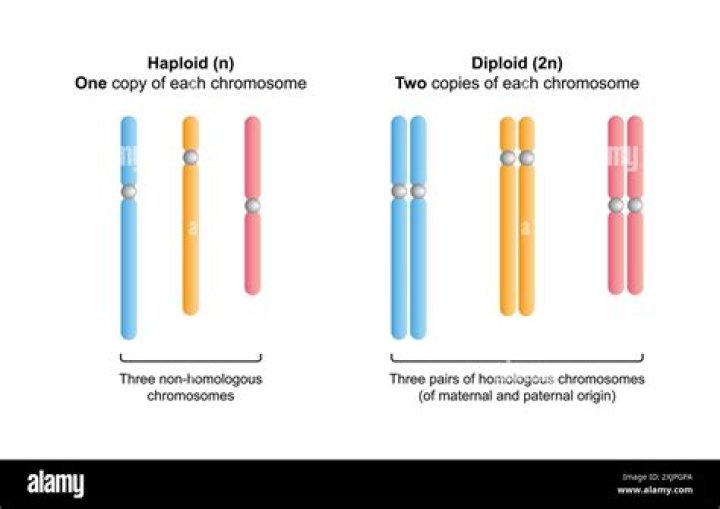 How many chromosomes does a haploid?