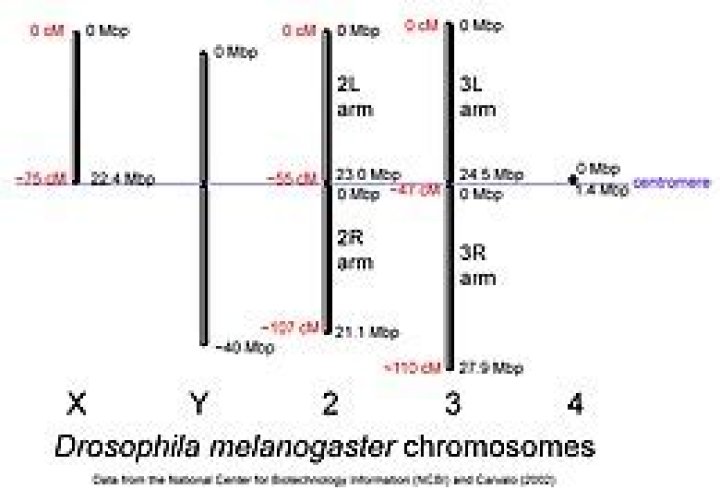 How many chromosomes does Drosophila melanogaster have?