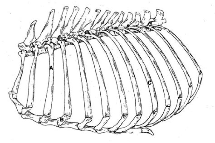 How many ribs does a deer have?