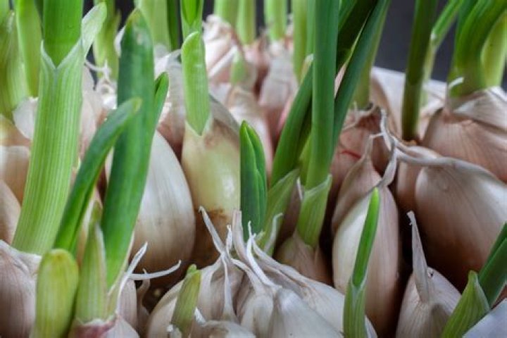 How much chopped garlic is a bulb?