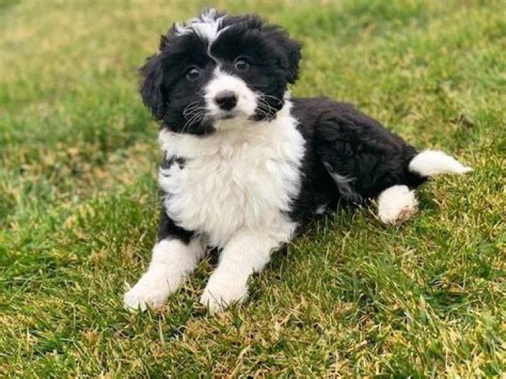 How much do Bordoodle puppies cost?