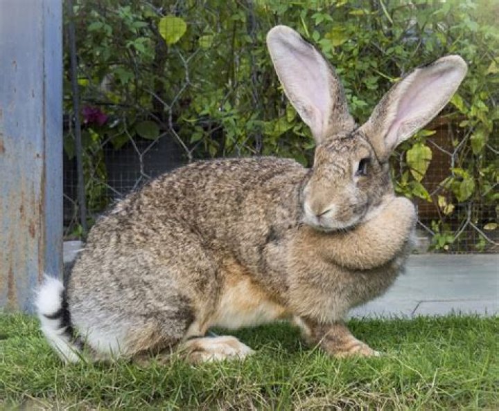 How much does a giant rabbit cost?