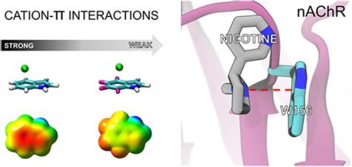 How strong is cation pi interactions?