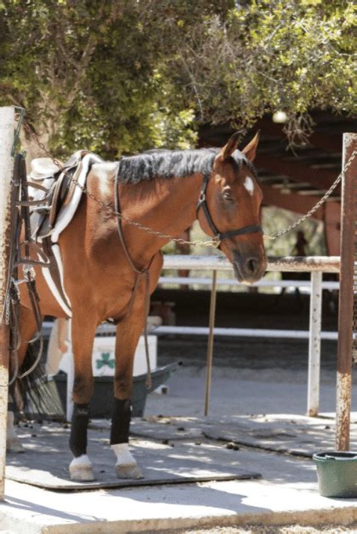 How wide should horse cross ties be?