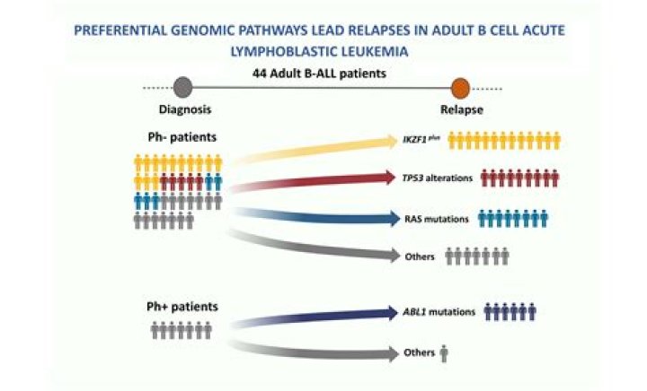 Is B-cell acute lymphoblastic leukemia genetic?