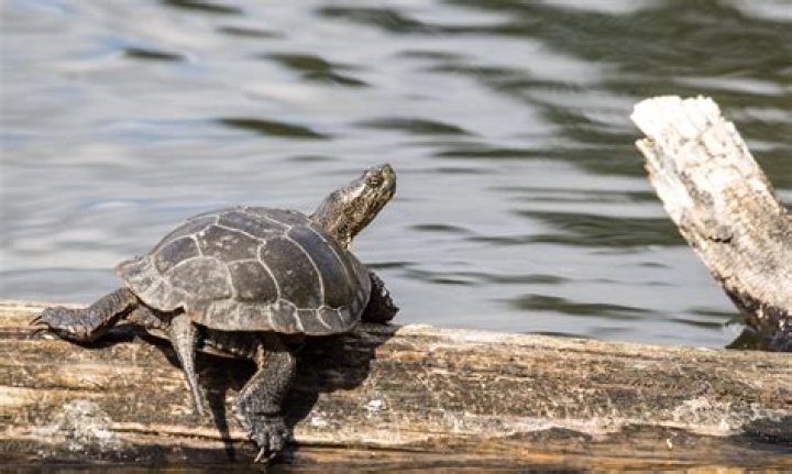Is Black pond turtle endangered?