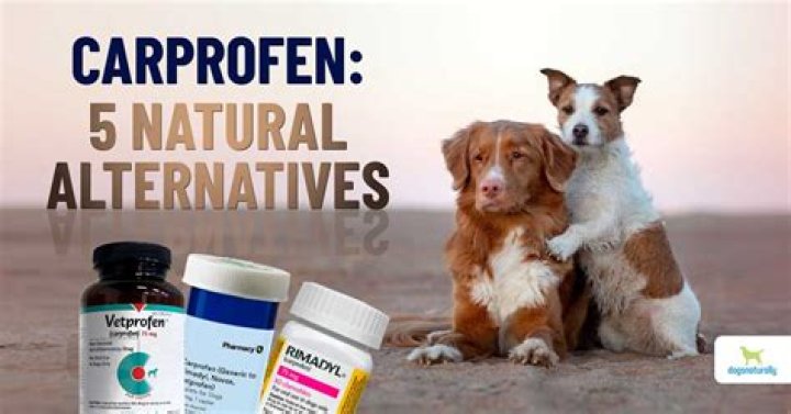Is carprofen a pain killer for dogs?