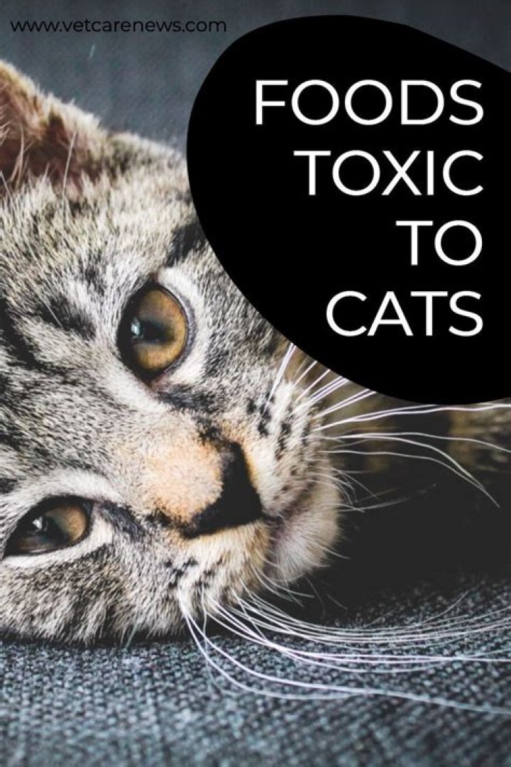Is garlic salt toxic to cats?