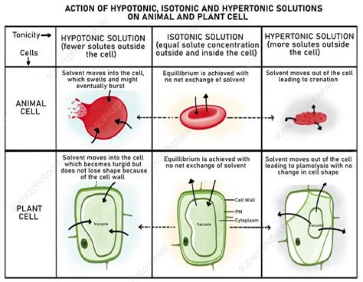 Is hypotonic good for plant cells?