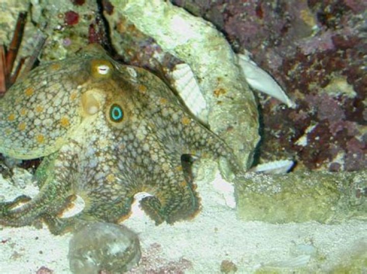 Is it hard to have an octopus as a pet?