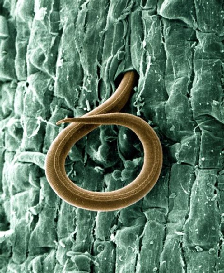 Is Meloidogyne javanica a nematodes?