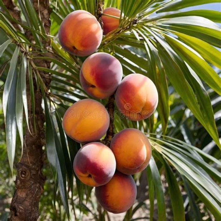 Is peach palm fruit edible?