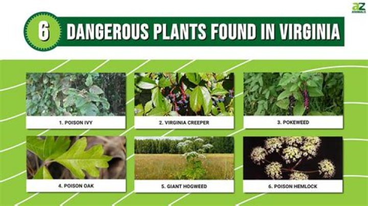 Is plant fertilizer poisonous to dogs?