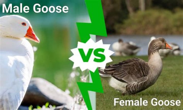 Is the Snow Goose a true story?