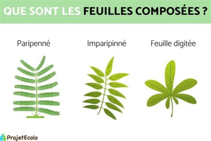Quelle est la composition de la passiflore composee?
