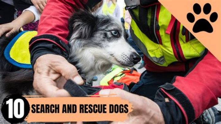 What advantage do search and rescue dogs have over humans?