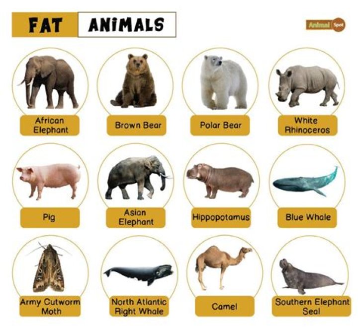 What animals are Sanguivores?