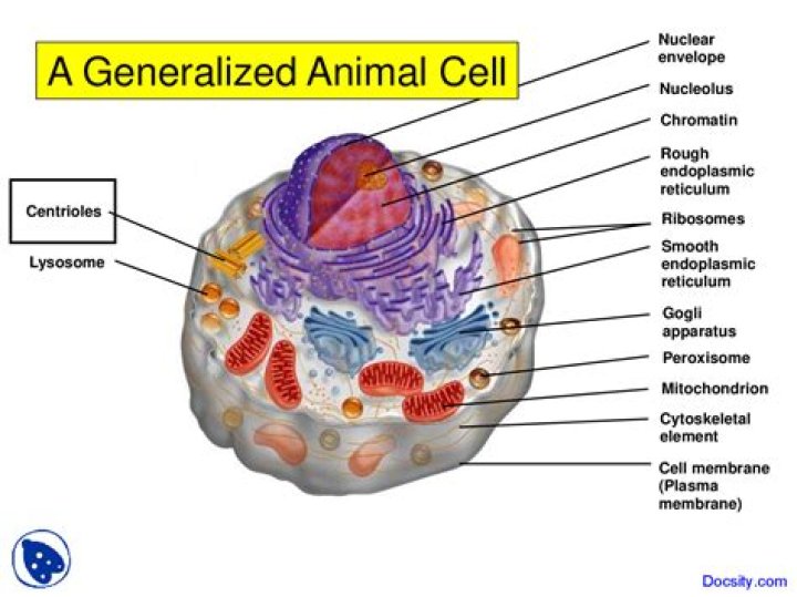 What are generalized cells?